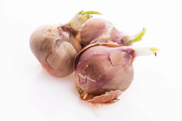 Tree onions, topsetting onions, walking onions or Egyptian onion — Stock Photo, Image