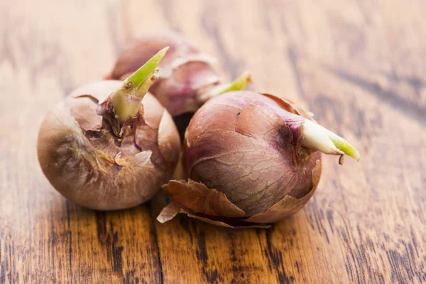 Tree onions, topsetting onions, walking onions or Egyptian onion — Stock Photo, Image