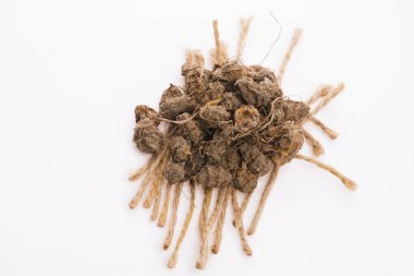 Kaplan fındığı Lezzetli chufa fındıkları. Sağlıklı süper yiyecekler 