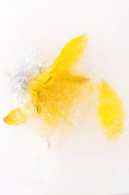 donmuş çiçekler. Ice cube çiçekleri.