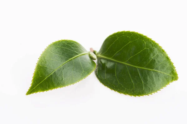 Grünes Teeblatt isoliert auf weißem Hintergrund — Stockfoto