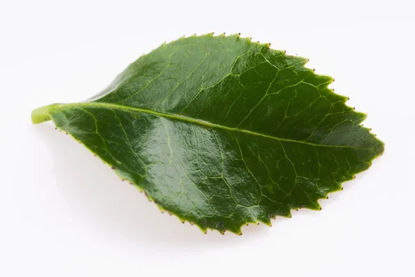 Groene thee blad geïsoleerd op witte achtergrond — Stockfoto