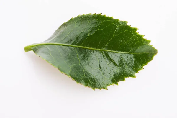 Foglia di tè verde isolato su sfondo bianco — Foto Stock