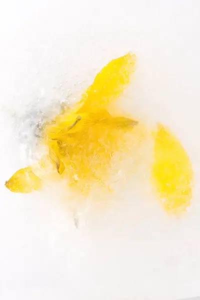 Eingefrorene Blumen. Blüten im Eiswürfel. — Stockfoto