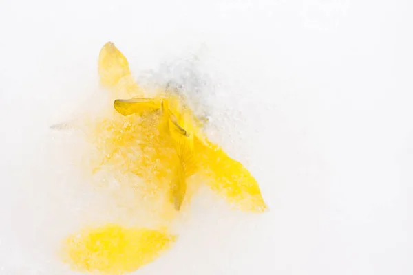 Eingefrorene Blumen. Blüten im Eiswürfel. — Stockfoto