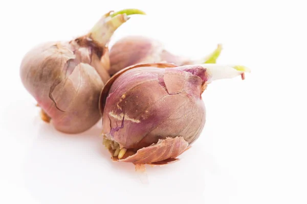 Tree onions, topsetting onions, walking onions or Egyptian onion — Stock Photo, Image