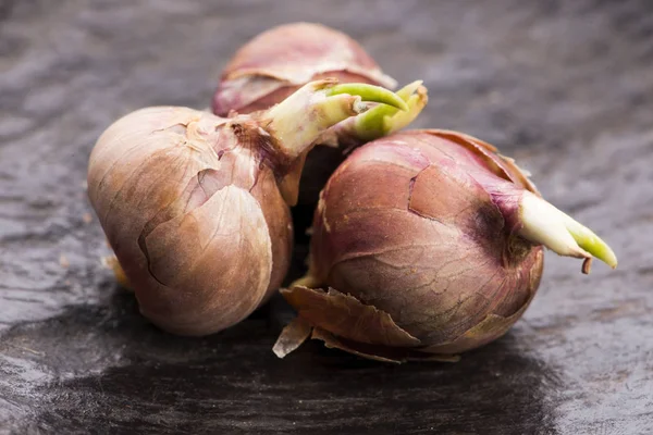 Tree onions, topsetting onions, walking onions or Egyptian onion — Stock Photo, Image