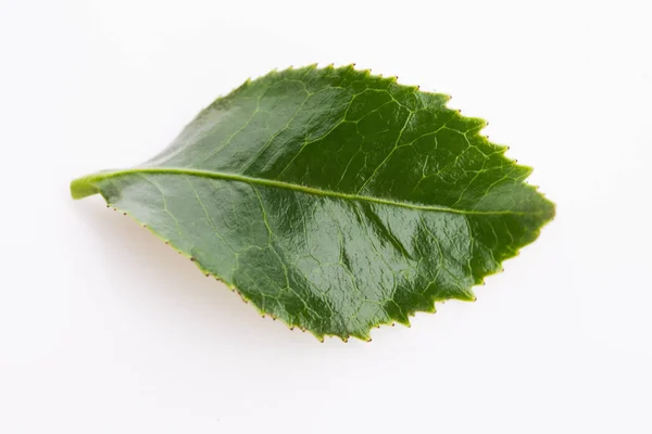 Groene thee blad geïsoleerd op witte achtergrond — Stockfoto