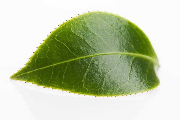 Zöld tea levél elszigetelt fehér háttér — Stock Fotó