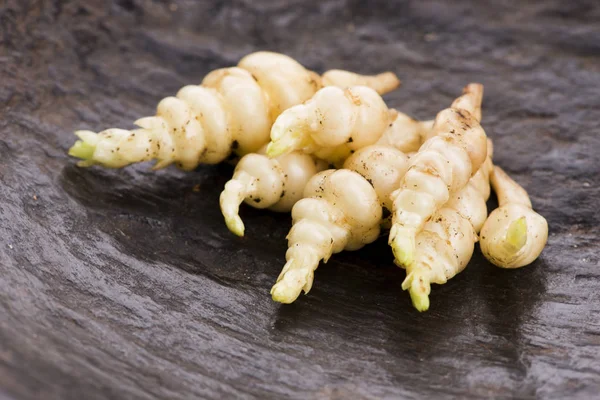 Crosne japonés Stachys affinis tubérculos rizoma raíz vegetal cl Imágenes de stock libres de derechos