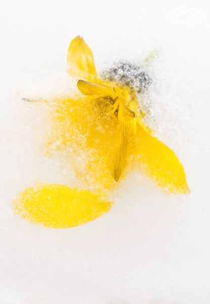 Eingefrorene Blumen. Blüten im Eiswürfel. — Stockfoto