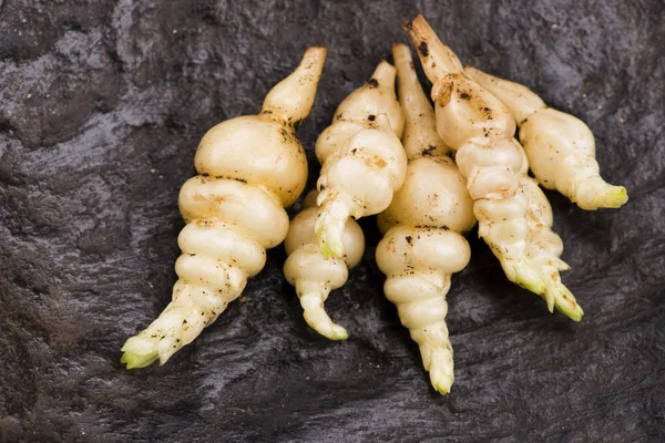 Japonês crosne Stachys affinis tubérculos rizoma raiz vegetal cl — Fotografia de Stock