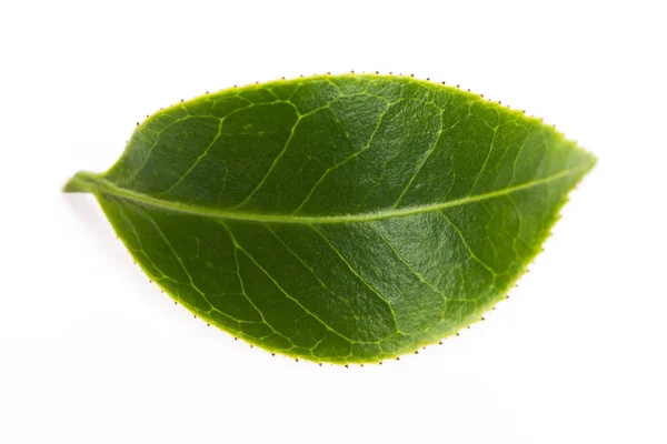 Groene thee blad geïsoleerd op witte achtergrond — Stockfoto