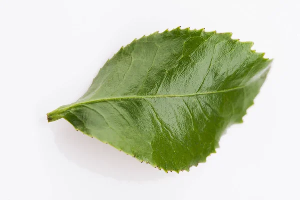 Grönt te blad isolerad på vit bakgrund — Stockfoto
