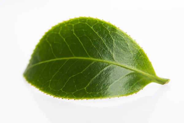 Groene thee blad geïsoleerd op witte achtergrond — Stockfoto