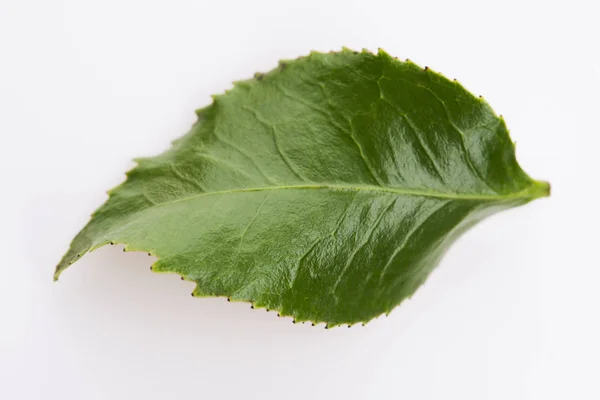 Grünes Teeblatt isoliert auf weißem Hintergrund — Stockfoto