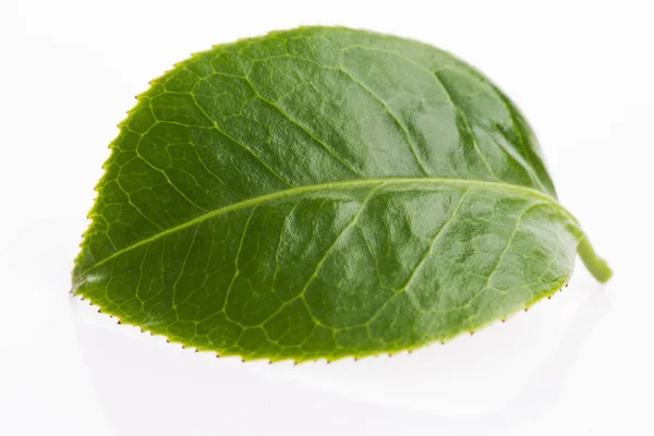 Feuille de thé vert isolé sur fond blanc — Photo