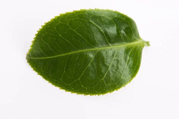 Feuille de thé vert isolé sur fond blanc — Photo