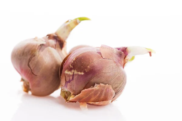 Tree onions, topsetting onions, walking onions or Egyptian onion — Stock Photo, Image