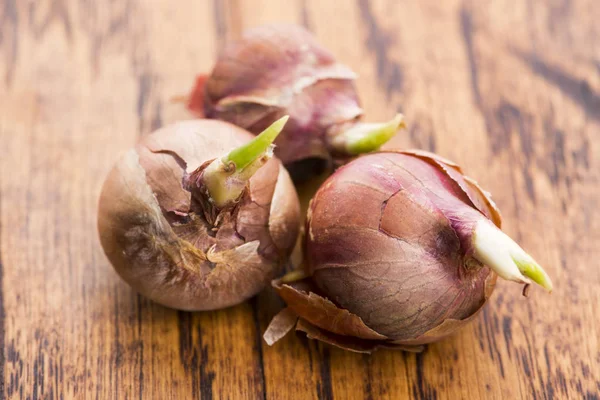 Tree onions, topsetting onions, walking onions or Egyptian onion — Stock Photo, Image