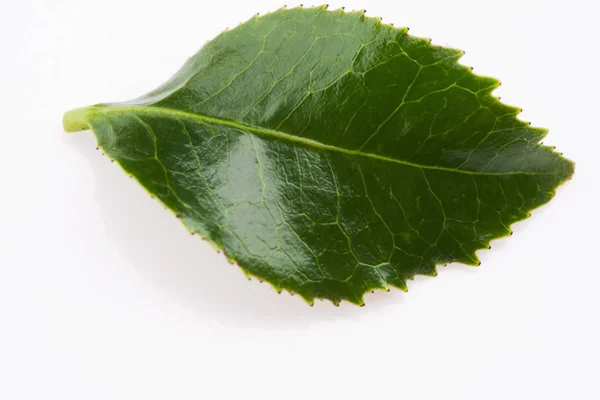 Folha de chá verde isolado no fundo branco — Fotografia de Stock