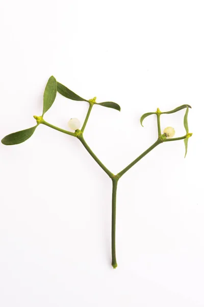 Mistletoe (Viscum album) isolated on white background — Stock Photo, Image
