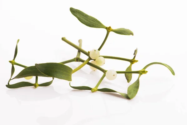 Mistletoe (Viscum album) isolated on white background — Stock Photo, Image