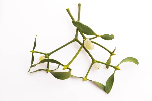 Mistletoe (Viscum album) isolated on white background — Stock Photo, Image