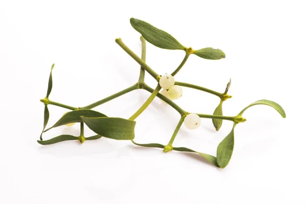 Mistletoe (Viscum album) isolated on white background — Stock Photo, Image