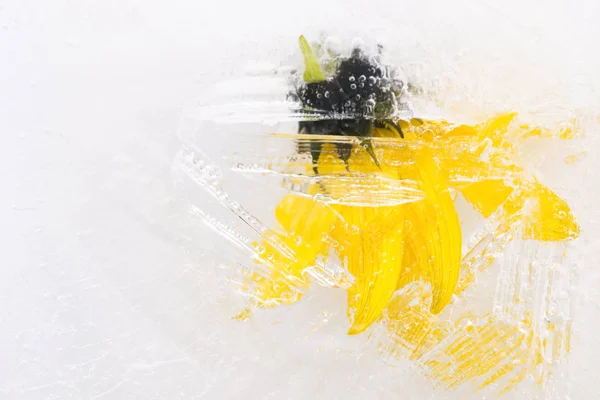 냉동된 꽃입니다. 아이스 큐브 꽃. — 스톡 사진