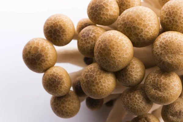 Букові гриби, гриби Shimeji — стокове фото
