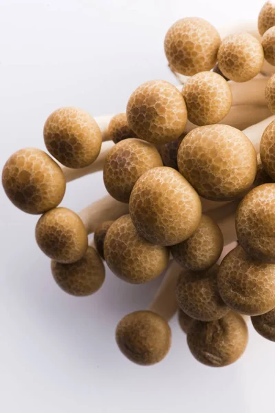 Букові гриби, гриби Shimeji — стокове фото
