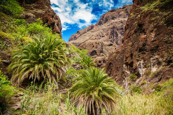 Masca-Tal mit Palmen und Klippen — Stockfoto