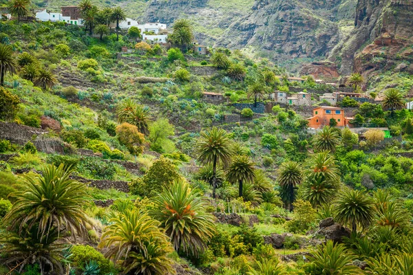 Små hus och palmer i dalen berömda Masca — Stockfoto