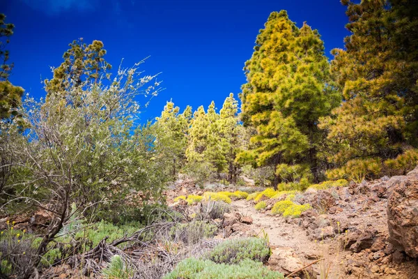 Зелений пейзаж у місті "Paisaje Lunar" Vilaflor маршруту — стокове фото