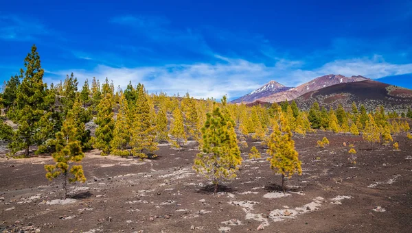 Pine forest at the Teide National park — Stock Photo, Image