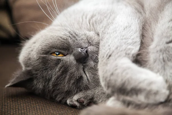 Gato británico gris con un ojo cerrado —  Fotos de Stock