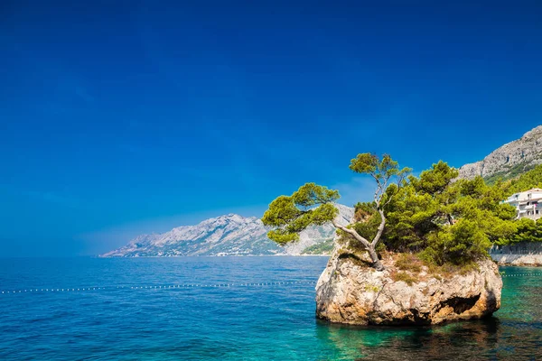 Çam Brela içinde büyüyen ile kaya — Stok fotoğraf