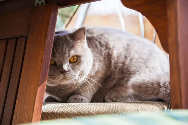 Britische Katze versteckt sich unter dem Tisch — Stockfoto