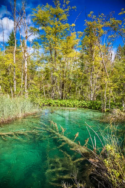 Небольшое прозрачное озеро в Плитвицком национальном парке — стоковое фото