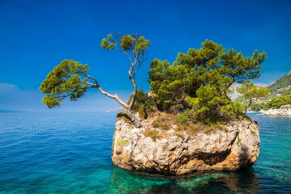 La roca con pino en crecimiento en el mar — Foto de Stock