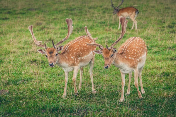 Gros plan groupe de beaux cerfs en jachère — Photo