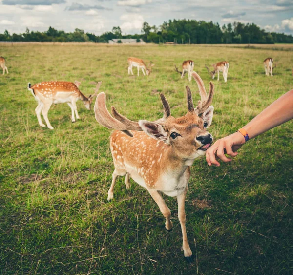 鹿は人の手から何かを食べて — ストック写真