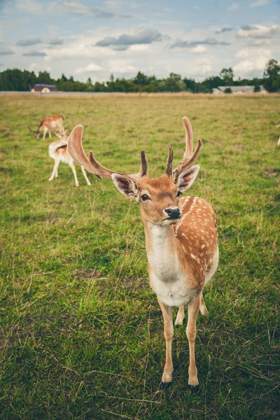 Close-up beautiful fallow deer in the field — Stock Photo, Image