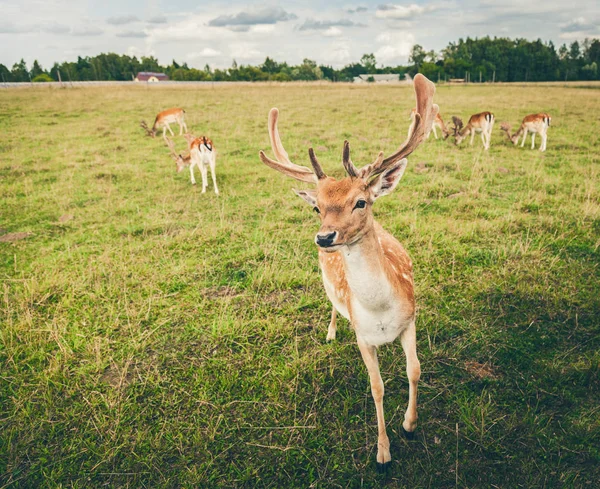 Fallow deers in the field — Stock Photo, Image