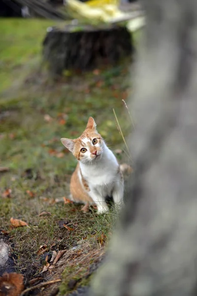 Gato rojo juguetón — Foto de Stock