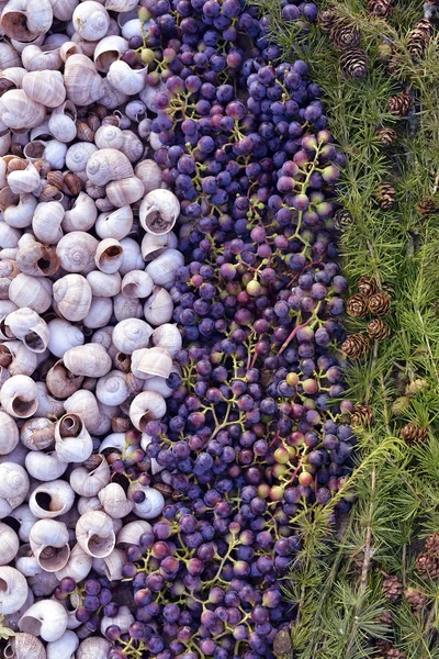 Natural composition of shells, grapes and pine needles with cone — Stock Photo, Image