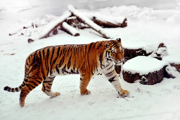 Siberian tiger on a snow — Stock Photo, Image