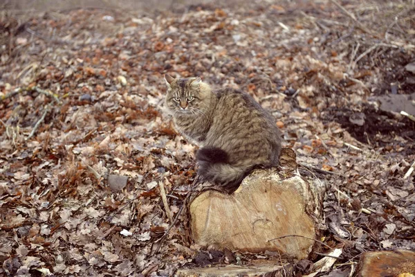 Ahşap kütük üzerinde kedi