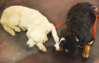 İki uyuyan retriever